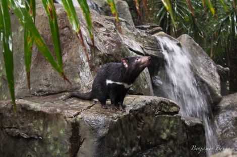 australia_zoo-3670