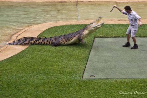 australia_zoo-3740
