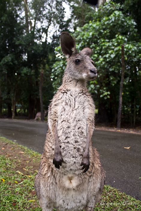 australia_zoo-3761