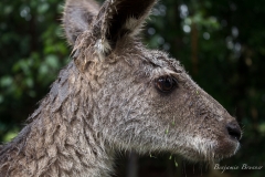 Australia Zoo