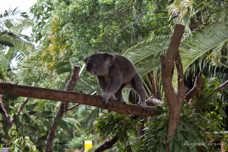 australia_zoo-3782
