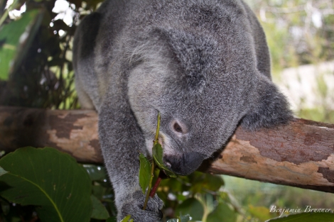 australia_zoo-3839