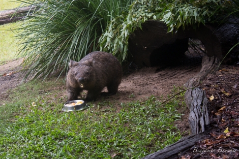 australia_zoo-3866
