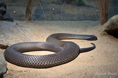 australia_zoo-3878