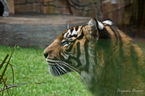australia_zoo-3945