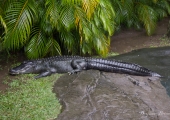 australia_zoo-3651