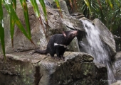 australia_zoo-3670