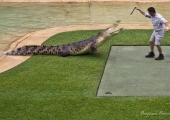 australia_zoo-3740