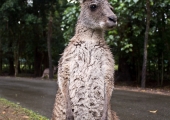 australia_zoo-3761