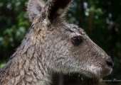 australia_zoo-3765