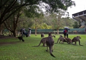 australia_zoo-3767