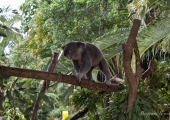 australia_zoo-3782