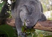 australia_zoo-3839