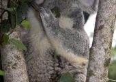 australia_zoo-3843