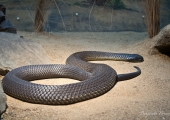 australia_zoo-3878