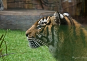 australia_zoo-3945