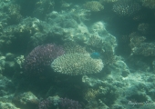 great_barrier_reef-3380
