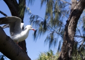 great_barrier_reef-3474